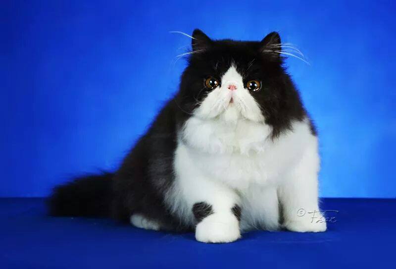 Imeawyou Cattery