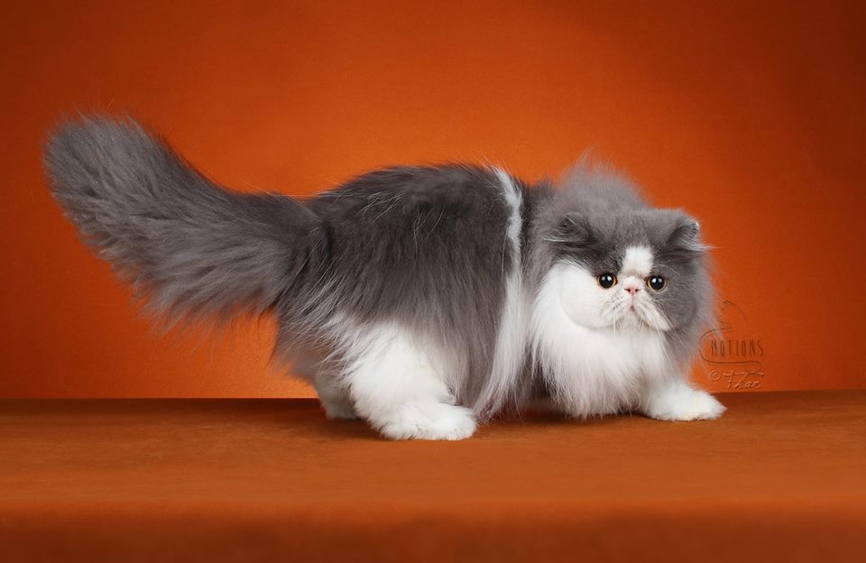 Imeawyou Cattery