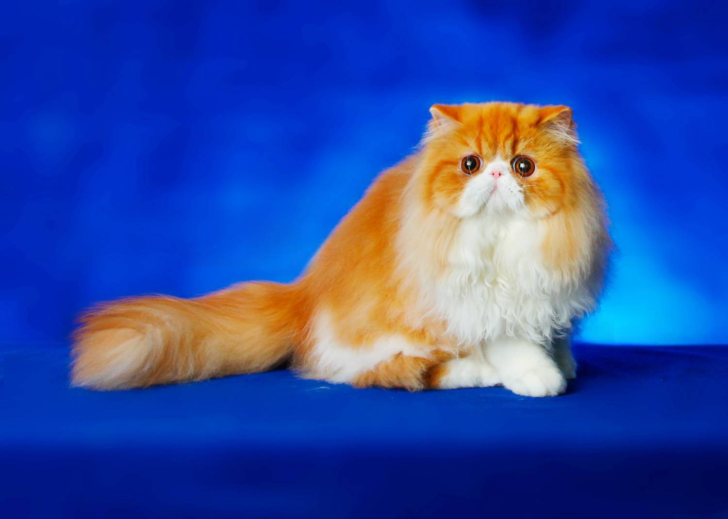 Imeawyou Cattery