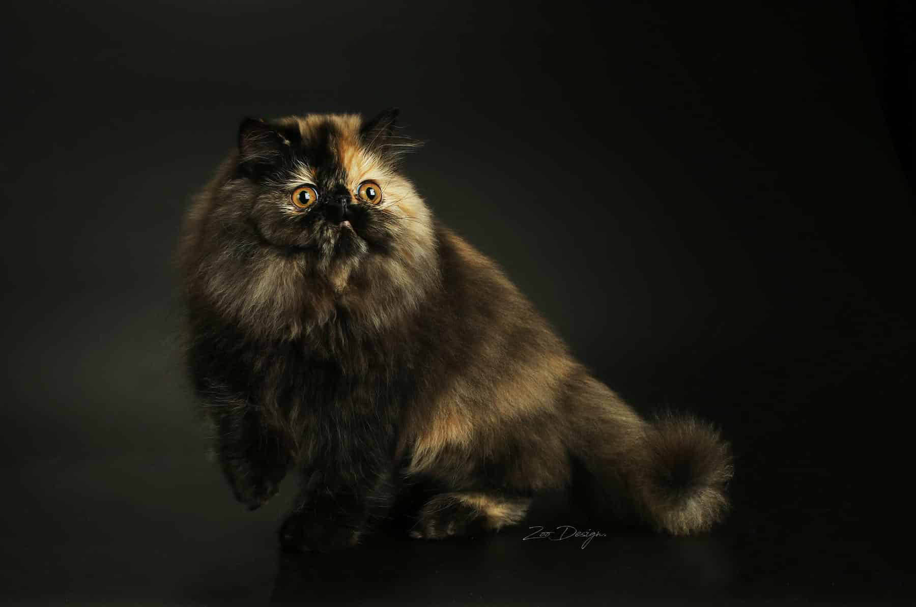 Imeawyou Cattery