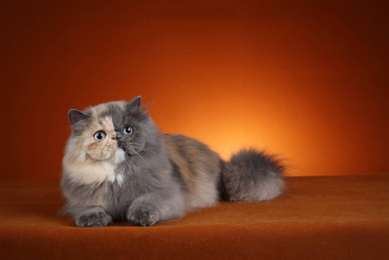 Imeawyou Cattery